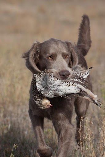 Huntley's future play mate - long haired weimaraner Long Haired Weimaraner, Game Hunting, Dog Portraits Art, Most Beautiful Dogs, Weimaraner Dogs, Hunting Dog, Beautiful Dog, Bird Dogs, Wild Dogs