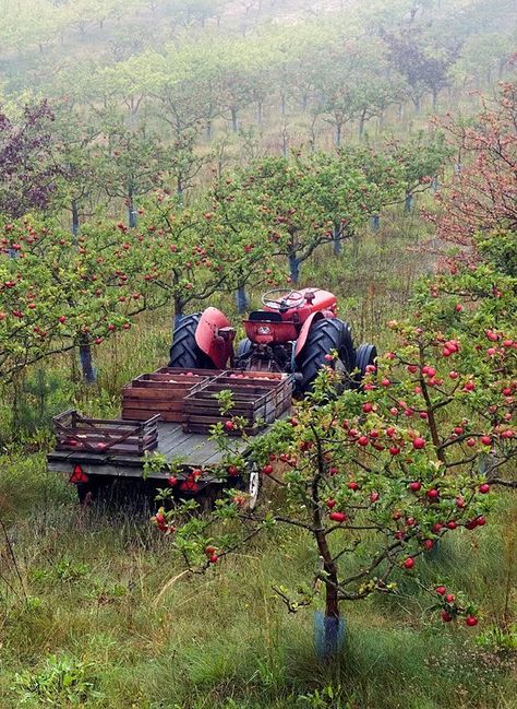 🍎 Autumn Orchard 🍐 Fruit Trees In Garden, Trees In Garden, Flowers Up Close, Apple Garden, Orchard Garden, Apple Orchards, Apple Farm, Garden Images, Apple Orchard