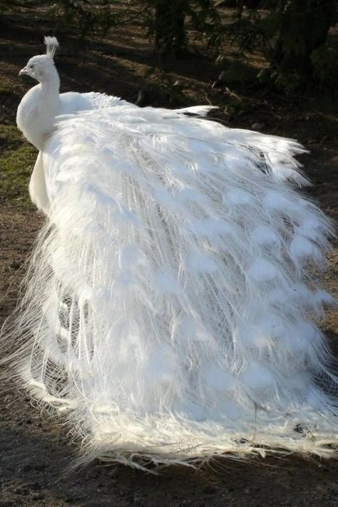 19 Rare Albino Animals That Are Stunningly Beautiful Albino Peacock, White Peacocks, Rare Albino Animals, White Animals, Albino Animals, White Peacock, Rare Animals, White Bird, Exotic Birds