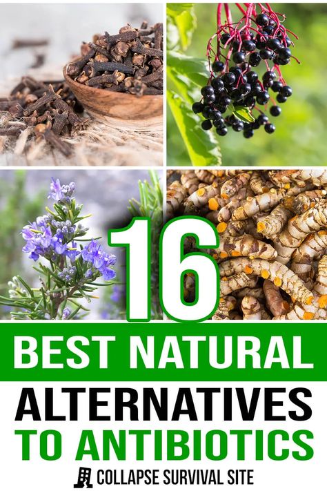 16 Best Natural Alternatives to Antibiotics Homemade Antibiotic, Backyard Food, Natural Antibiotic, Medicinal Herbs Garden, Medical Herbs, Medicinal Garden, Herbs Garden, Natural Alternatives, Natural Healing Remedies