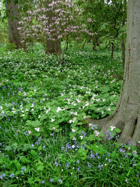 Spring Ephemerals, Garden Woodworking Projects, Lost Gardens Of Heligan, Enchanted Gardens, Diy Project Ideas, Wild Geranium, Old Garden, Lost Garden, Garden Grove