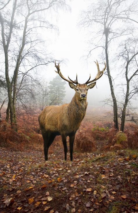 Foggy Autumn, Red Deer Stag, Deer Photography, Male Deer, Autumn Animals, Forest Drawing, Deer Photos, Forest Tattoos, Forest Illustration