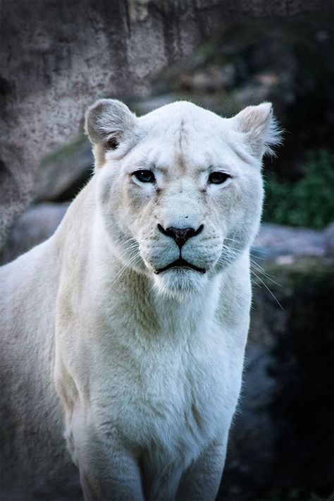 White Panther Animal, Albino Lion Aesthetic, White Lioness Aesthetic, White Lion Aesthetic, Lions Aesthetic, Albino Lion, Lioness Goddess, Wallpaper Lion, Lion White