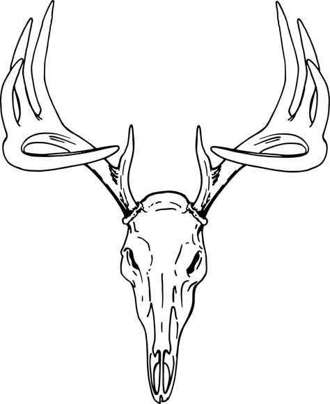 White Tail Buck Drawing, Western Vintage Tattoo, Deer Skull Outline, European Mount Tattoo, Deer Track Tattoo, Wild Life Drawing, Deer Skull Drawing, Deer Drawings, Clip Drawing