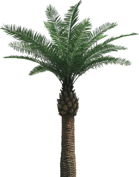 Palm Tree Png, Palm Tree Photography, Tree Photoshop, Tree Photos, Pine Tree Tattoo, Christmas Tree Background, Photoshop Digital Background, Date Palm, Palm Trees Painting