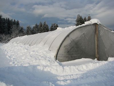 3972-Bruns-greenhouse Winter Crops, Okanagan Valley, Growing Strawberries, Hardy Plants, Different Plants, Seasons Of The Year, Flowers Perennials, Organic Farming, Petunias