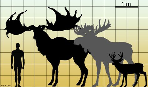 Irish Elk Size Comparison Giant Irish Elk, Deer Breeds, Megaloceros Giganteus, Elk Art, Irish Elk, Prehistoric Mammals, Deer Species, Prehistoric Wildlife, Prehistoric World