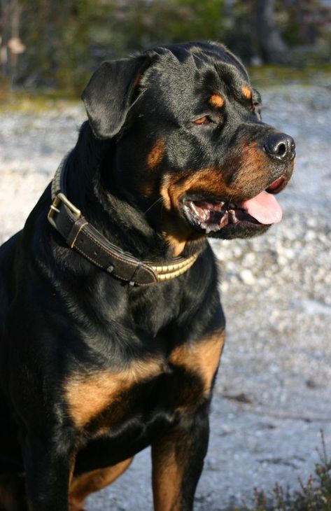 Rottweiler Scary Rottweiler Photography, Big Rottweiler, Rottweiler Pictures, Rottweiler Dog Breed, Dog Treat Toys, Belgian Malinois Dog, Dog Humor, Rottweiler Love, Dog Diy