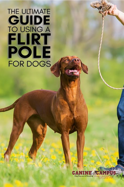 Excited to share 'The Ultimate Guide to Using a Flirt Pole for Dogs'! 🐾 Learn how this simple tool can revolutionize your dog's exercise and training, enhancing their physical and mental health. Perfect for energetic pups! Dive in for tips and tricks. https://www.caninecampus.us/the-ultimate-guide-to-using-a-flirt-pole-for-dogs #DogTraining #FlirtPoleFun 🐕💪 Flirt Pole For Dogs, Daycare Prices, Dog Exercise, Knee Exercises, Dog Help, Dog Daycare, Interactive Play, Dog Boarding, Injury Prevention