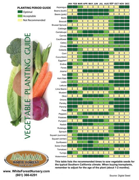 When to plant veggies South Carolina Gardening Schedule, 9b Gardening, Succession Planting Chart, Plant Spacing Guide Vegetable Garden, Farmers Almanac 2024 Planting Guide, Vegetable Planting Calendar, California Central Valley Native Plants, Vegetable Planting Guide, Zone 9b