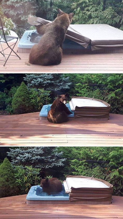 Even Bears Need To Relax Sometimes Black Bear Cub, Silly Funny, Odd Stuff, Funny Bears, Memes Of The Day, Bear Pictures, Majestic Animals, Funny Animal Memes, July 15