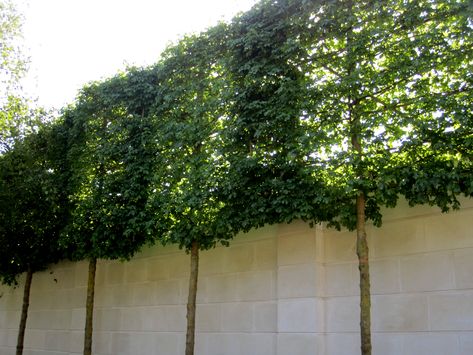 Privacy espaliered trees - woohoo, the weird thing I did to the hedges is a proper gardening thing Frontyard Landscape, Landscape Planning, Landscape Layout, Design Backyard, Privacy Hedge, Backyard Trees, Privacy Trees, Privacy Landscaping, Cheap Backyard