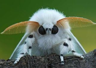 Poodle Moth, Cute Moth, Cool Insects, Moth Art, Beautiful Bugs, Cute Creatures, Cute Little Animals, Art Plastique, Animal Memes