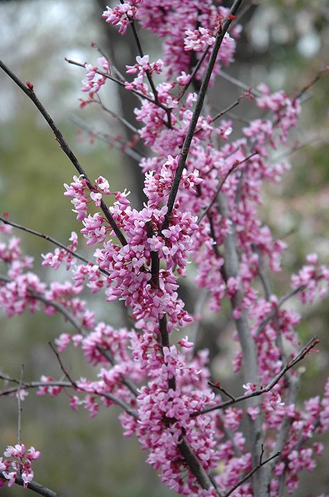 Forest Pansy Redbud (Cercis canadensis 'Forest Pansy') at Hicks Nurseries Forest Pansy Redbud, Forest Pansy, Cercis Canadensis, Judas Tree, Viola Flower, Eastern Redbud, Making Plant Pots, Redbud Tree, Tree Service