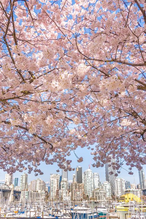 5 Best Places to See Cherry Blossoms In Vancouver Canada Houses In Vancouver Canada, Vancouver In Spring, Vancouver Cherry Blossoms, Cherry Blossom Vancouver, Vancouver Canada Houses, Vancouver Canada Aesthetic, Vancouver Spring, Color Sketching, Vancouver Canada Photography