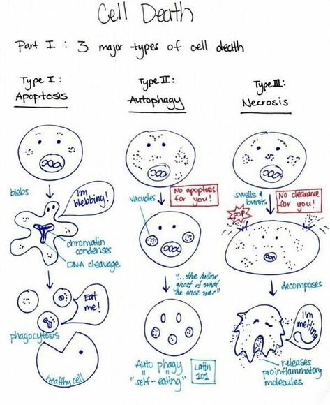 Biology Classroom, Medical Laboratory Science, Ap Biology, Biology Lessons, Science Geek, Teaching Biology, Science Nerd, Science Notes, Biology Notes