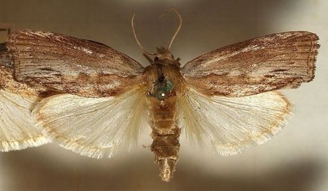 The Greater Wax Moth has the most extreme sense of hearing - able to hear 300kHz. Human's can only hear up to about 20kHz. And that's how the Mothman can hear your thoughts. Beware. Story Dump, Wax Moth, Varroa Mite, Backyard Bee, Raising Bees, Oc Design, Sound Frequencies, Bee Party, Dull Colors