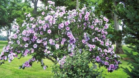 How to Take Care of Your Rose of Sharon Shrubs Hibiscus Seeds, Hibiscus Syriacus, Rose Of Sharon, Flowering Shrubs, House Beautiful, Front Garden, Caicos Islands, Garden Seeds, Hedges