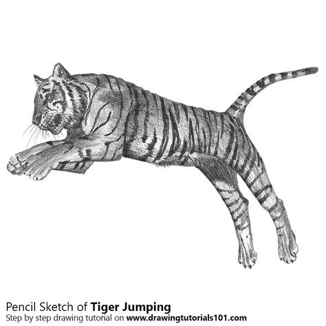 Learn How to Draw a Tiger Jumping (Big Cats) Step by Step : Drawing Tutorials Tiger Drawing For Kids, Easy Tiger Drawing, Draw A Tiger, Tiger Sketch, Jumping Cat, Reference Animals, Tiger Drawing, Easy Drawing Steps, Realistic Sketch