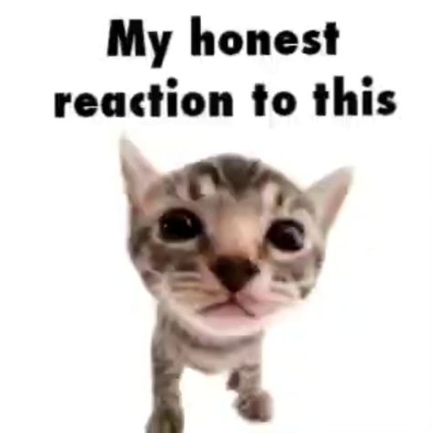 Silly Kittens, Cat Reaction, Silly Cars, White Backround, Mean Cat, Cats Pictures, My Reaction, Cat Images, Reaction Images