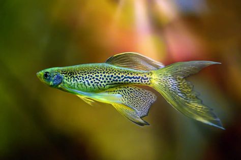 Leopard Danio (Danio Rerio) Species Profile & Care Guide Fish References, Danio Fish, Beautiful Fishes, Future Tank, Tropical Freshwater Fish, Guppy Fish, Undersea World, Fish Fish, Phish