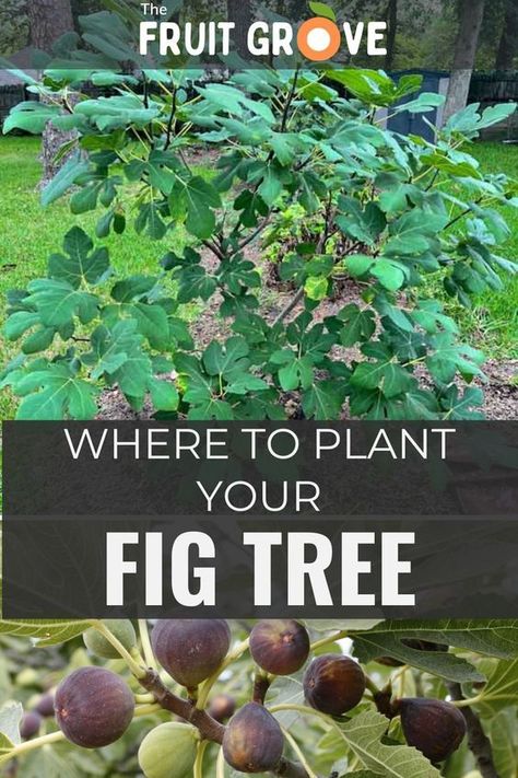 Start your fig-growing journey right with this guide on where to plant a fig tree. If you’re wondering how to grow a fig tree successfully, location is everything! Click to learn the basics of finding the perfect spot for your fig tree, including the right spacing, sun exposure, and soil requirements. Discover how to protect your fig tree from the elements and ensure a great harvest year after year! Location really does matter – read the post for more details! Fig Tree Backyard, How To Plant Fig Tree, Fig Tree Care Outdoor, Fig Tree Garden Design, Fig Trees Outdoor, Celeste Fig Tree, Planting Fig Trees, Fig Tree Garden, Meadow Landscaping