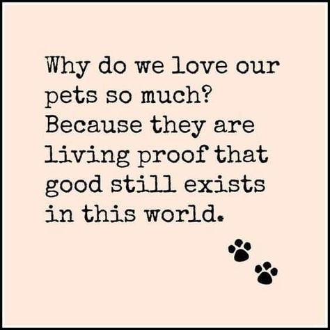 Quotes About Pets Being Family, Dogs Purpose Quotes, Love Dog Quotes, Animal Lover Quotes, Colorful Hairstyles, Dog Quotes Love, Cat Quotes, Animal Quotes, Dog Quotes