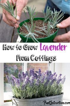 Plantarea Legumelor, Grow Lavender, Lavender Plants, Growing Lavender, نباتات منزلية, Lavender Garden, Lavender Plant, Plant Cuttings, Propagating Plants