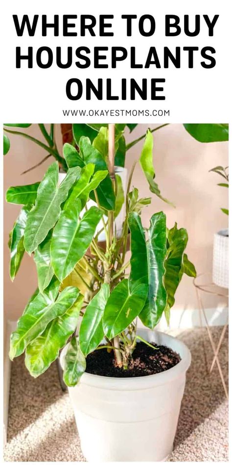 Where To Buy Houseplants Online – Okayest Moms House Plants For Sale Online, Different House Plants Names, Best Online Plant Store, Plant Amazon Must Haves, House Plant Wish List, Beginner Plants Indoor Pet Friendly, Garden Snakes, Live House Plants, Buy Plants Online