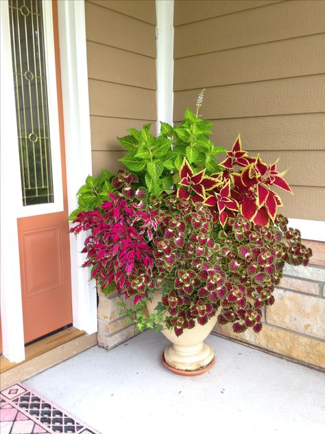 Coleus Plant, Whimsical Yard, Porch Plants, Container Garden Design, Potted Plants Outdoor, نباتات منزلية, Container Gardening Flowers, Garden Decor Projects, Flower Pots Outdoor