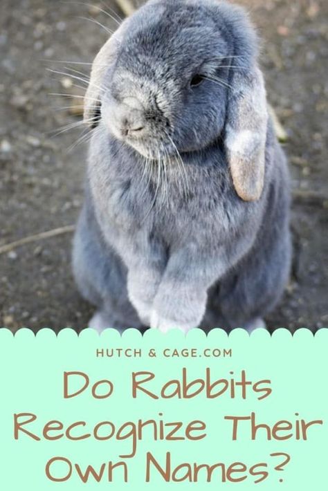 Do rabbits recognize their own names and can you train them to respond when you call them?  Lets see if your rabbits can understand you when you call the by their own name. My rabbit is called sniffles and she knows her own name. But does yours?  Rabbit training is fun and rewarding for both you and your rabbit.  PET RABBIT | RABBIT NAMES | DOES YOUR RABBIT KNOW THEIR OWN NAME | RABBIT LANGUAGE  #PETRABBIT #RABBITLANGUAGE #SMALL PETS #PETS #RABBIT Rabbit Hutch Ideas, Mice Pet, Bunny Run, Rabbit Pellets, Rabbit Facts, Rabbit Information, Crazy Bunny Lady, Lop Bunnies, Holland Lop Bunnies