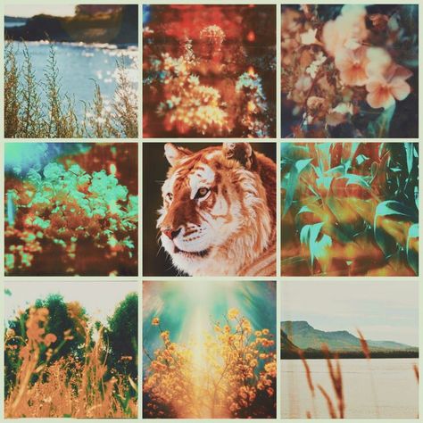 Tiger Mood Board, Adopt Idea, Golden Tiger, Collage Board, Character Maker, Visual Aesthetics, Mood Board Inspiration, Wings Of Fire, Mood Board Design