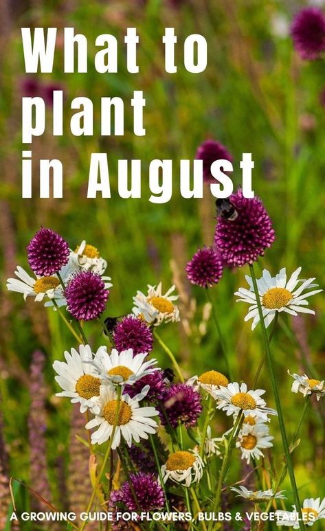 Seeds To Plant In August, August Garden Planting, August Flowers In Season, Flowers To Plant In August, August Planting, What To Plant In August, Gardening Calendar, Environmental Activities, August Garden