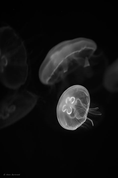 Promenade sous-marine | Bertrand HANS | Flickr Black Ocean Aesthetic, Soft Black Aesthetic, Black Cybercore, Jellyfish Widget, Black Jellyfish, Dark Jellyfish, Black And White Ocean, Black Aura, Jellyfish Photography