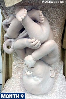 Foetus sculptures Foetus Art, Baby Sculpture, Marc Quinn, Exhibition Models, Arm Art, Human Figure Drawing, Vintage Drawing, Clay Sculpture, Human Figure