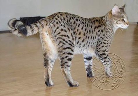 Savannah Cat F1, F2, F3 explained and why you should know. F5 Savannah Cat, F3 Savannah Cat, White Bengal Cat, African Serval, Lynx Cat, Silver Bengal, Malayan Tiger, Savannah Kitten, Savannah Cats