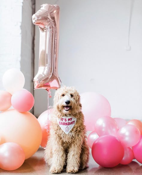 Dog Birthday Party For Dogs, Dog Second Birthday Photo, Photoshoot Ideas For Dogs Birthday, Dog 1st Birthday Pictures, First Dog Birthday, Puppy First Birthday Photoshoot, Dogs First Birthday Photo Shoot, Dog Birthday Photoshoot Ideas At Home, Dog 10th Birthday Party