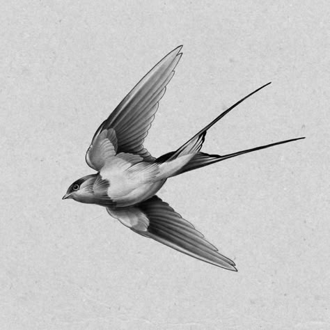 Sparrow Tattoo Design, Swallow Tattoo Design, Swallow Bird Tattoos, Bird Reference, Vogel Tattoo, Sparrow Tattoo, Swallow Tattoo, Illustration Tattoo, Muster Tattoos