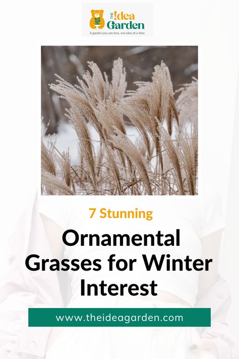 7 Stunning Ornamental types of grass for Winter Interest - ornamental grasses - theideagarden Short Ornamental Grasses Full Sun, Zone 5 Ornamental Grasses, Types Of Ornamental Grasses, Ornamental Grass Garden, Short Ornamental Grasses, Garden Grasses, Winter Planter, Ornamental Grass, Types Of Grass