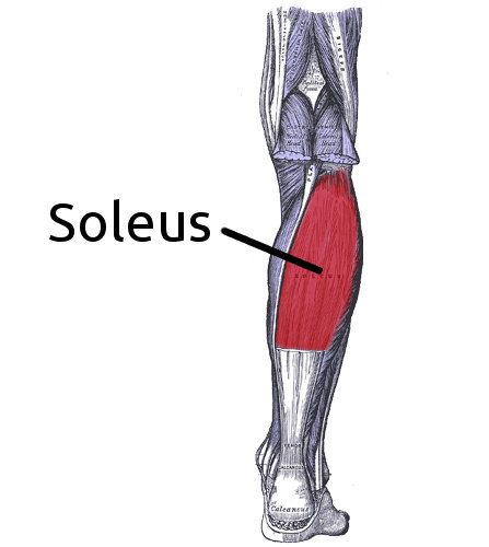 Soleus Muscle, Trigger Point Therapy, Muscle Anatomy, Lower Limb, Myofascial Release, Shin Splints, Strengthening Exercises, Trigger Points, Sports Medicine