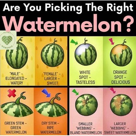 1000 Lifehacks, Watermelon Plant, Sweet Watermelon, Fruit Picking, Food Info, Nutrition Guide, Diet Keto, Food Facts, Fruits And Veggies