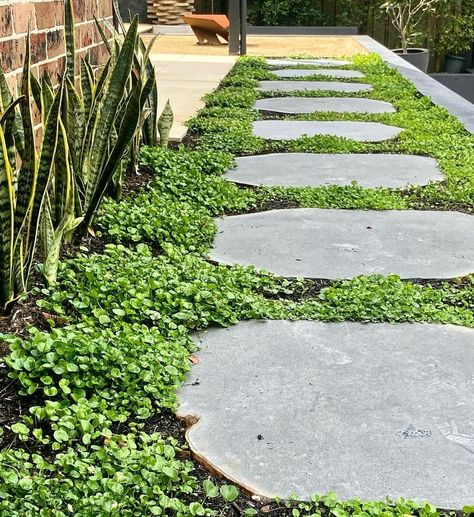 Organic Stepping Stones, Blue Stone Stepping Stones, Large Stepping Stones Pathway, Stepping Stones With Ground Cover, Steppers In Lawn, Bluestone Stepping Stone Path, Dichondra Ground Cover, Ground Cover Front Yard, Bluestone Steppers