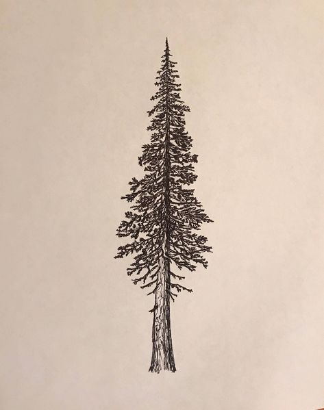 Douglas Fir Tree Drawing, Doug Fir Tattoo, Traditional Pine Tree Tattoo, Douglas Fir Tree Tattoo, Fir Tree Tattoos, Douglas Fir Tattoo, Redwood Tree Tattoo, Redwood Tattoo, Trees Tattoo