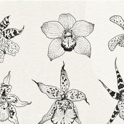 Orchid Tattoo Sketch, Orchid Postage Stamp Tattoo, Orchid Tattoo Stencil, Cymbidium Orchid Tattoo, Orchid Tattoo Black And White, Wild Orchid Tattoo, Spider Orchid Tattoo, Orchid Stamp Tattoo, Dainty Orchid Tattoo