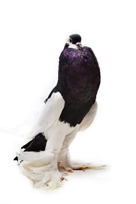 Fancy Pigeon, Fancy Pigeons, Pigeons For Sale, Boston Photography, Pigeon Pictures, Pigeon Breeds, Dove Pigeon, Racing Pigeons, Interesting Animals