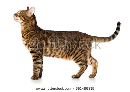 Wild Cat Breeds, Cats Together, Pedigree Cats, Cat References, Cat Standing, Cat Stretching, Animal Categories, Cat Reference, Cat Spray