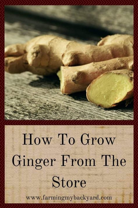 Growing Ginger Indoors, Pretty Plant, Growing Ginger, Kitchen Scraps, Ginger Plant, Growing Garlic, Plant Growing, Ginger Recipes, Home Vegetable Garden