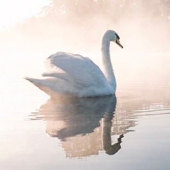 bianca’s aesthetics — BARBIE FILM AESTHETICS: swan lake — moodboard Katecore Aesthetic, Art Header, Barbie Swan Lake, Angelic Aesthetic, Ballet Aesthetic, Mermaid Barbie, Princess And The Pauper, Paris Opera Ballet, Swan Princess