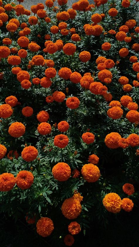 Orange Marigolds at the Floria Park. Orange Marigolds, October Birth Flowers, Widget Board, Marigold Flower, Beautiful Flowers Pictures, Flower Backgrounds, Birth Flowers, Flower Pictures, Cosmos