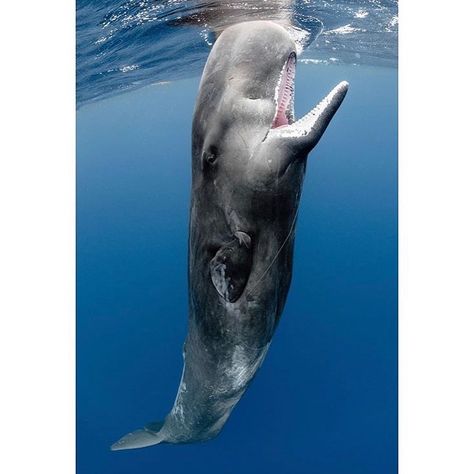 Sperm Whale Whale Photos, Curious Facts, Sperm Whale, Brush Your Teeth, All Animals, Koh Tao, Ocean Creatures, Primates, Deep Sea